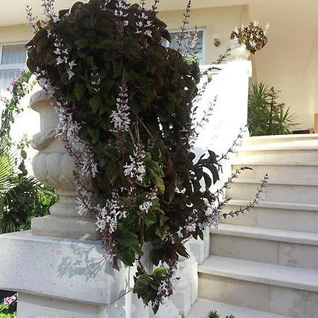 Punto Noci